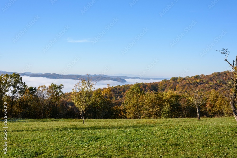 Poster aerial view of greenery field surrounded by dense trees