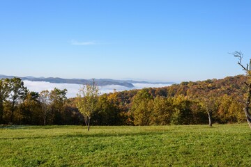 Fototapeta premium Aerial view of greenery field surrounded by dense trees
