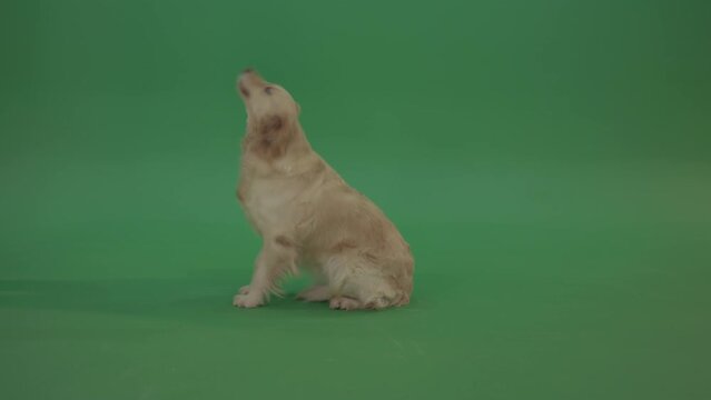 Golden Retriever green screen dog in side view barking isolated on chromakey green background