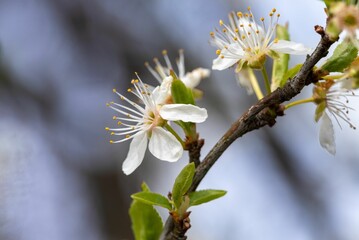 Close-up shot of a thin tree branch with small white flowers against a softly blurred blue sky.