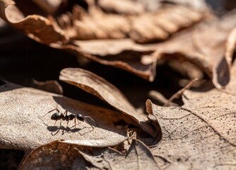 Close-up of an ant on a leaf in a wooded area, with various leaves scattered in the background