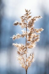 Close-up of a dry seed plant set against a bright blue sky.