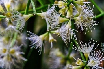 Closeup of green plants growing in a garden