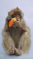 Cute Barbary macaque sitting and eating an orange