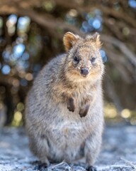 Vertical closeup shot of a furry Quokka on a sunny day