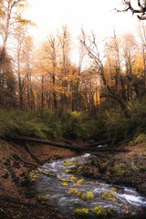 Vertical shot of a river with trees in Conguillio National Park, Araucania Region, Chile