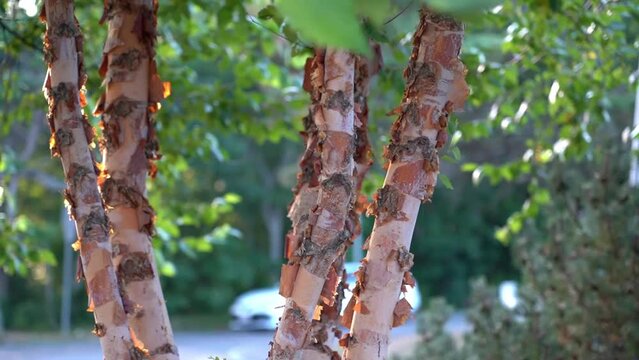 Textured bark of young birches and a fresh green leaves fluttering, shivering under gentle summer wind in soft afternoon sunlight Peaceful afternoon summer suburban scene with cars passing by on a bac