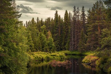 Swedish summer forest