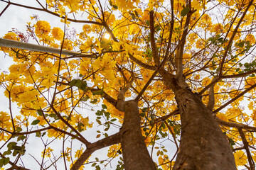 Golden trumpet tree, aka Yellow Ipe. Tabebuia Alba tree, Handroanthus albus. Brazilian ipê