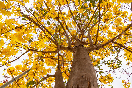 Golden trumpet tree, aka Yellow Ipe. Tabebuia Alba tree, Handroanthus albus. Brazilian ipê