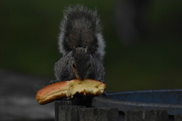 grey squirrel eating a loaf of bread from the trash