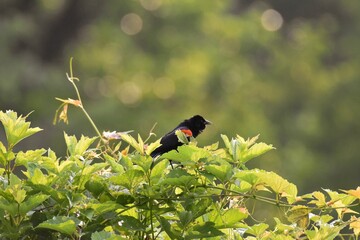 singing bird on a tree