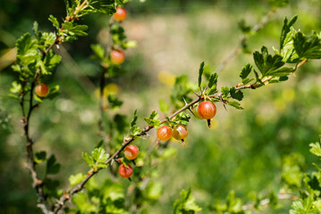 A red berry bush grows in the garden.