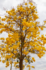 Golden trumpet tree, aka Yellow Ipe. Tabebuia Alba tree, Handroanthus albus. Brazilian ipê