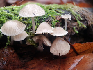 mushrooms in the forest