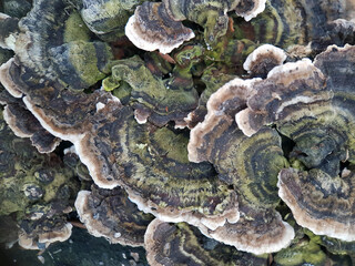 fungus on tree © Jennifer