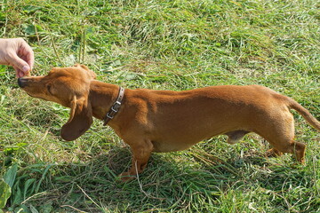 one small brown funny long smart beautiful thoroughbred with long ears young dachshund dog with...