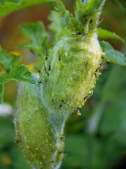 Aphid on leaf
