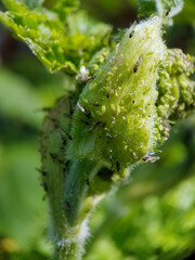 Aphid on leaf