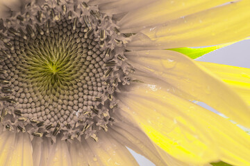 close up of sunflower 