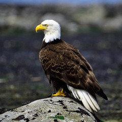 Bald eagle on a rock