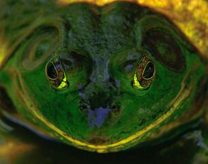 American bullfrog - obrazy, fototapety, plakaty