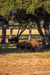bisons in the forest