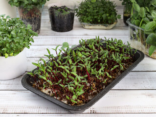 Beetroot sprouts in a container. Growing microgreens from beet seeds. Growing microgreens of Beetroot at home, greenery, cityferm. Green living concept. Organic micro greens food.
