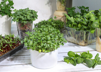 Green broccoli sprouts in a plastic cup. Close-up of young green sprouts of microgreens of different types. Growing microgreens of broccoli, radishes, beetroot, peas at home. healthy eating concept.