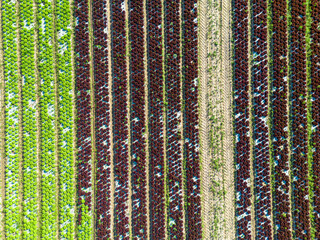 Luftbild von Salat auf einem Feld