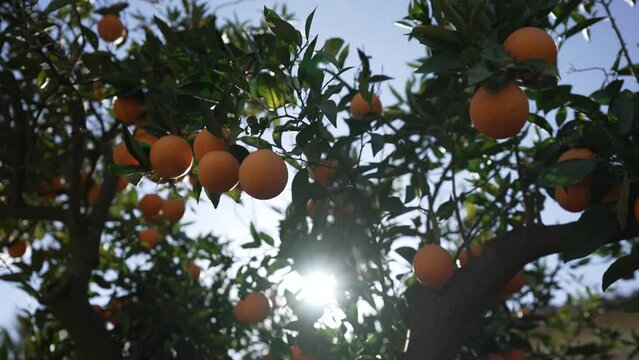 Orange in Soller, Mallorca, Spain