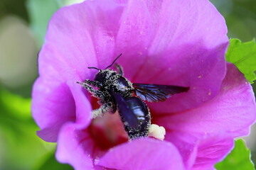 Holzbiene bei dar Arbeit