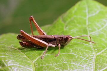 Heuschrecke