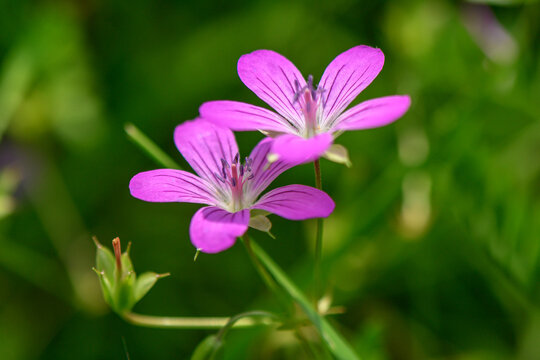 red wild flower on a beautiful green background 5
