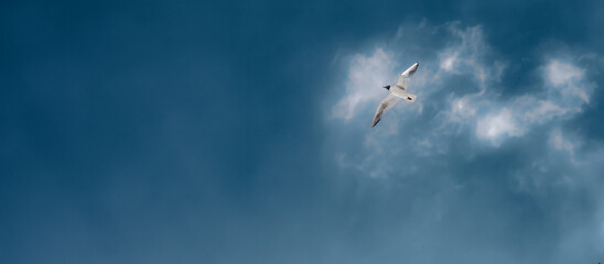 seagull flying in the sky