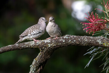 A couple of Scaled Dove also know as Rolinha perched on the branch. Species Columbina squammata. bird lover. Birdwatching. Birding. Animal world.