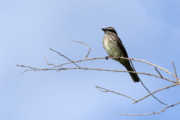 The Variegated Flycatcher as know Peitica  perched on a branch. Species Empidonomus varius. Animal world. Bird lover. Birdwatching. Birding.