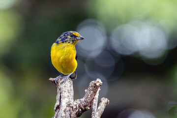 A tropical bird Violaceous euphonia as know as gaturamo perching in a branch tree.  Green background, Species Euphonia violacea. Birdwatching. Animal world. Yellow bird.