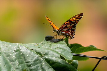 A Passion butterfly is a bright orange butterfly of the family Nymphalidae. Species Dione Vanillae. Nature. Animal world.