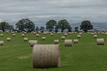 Hay bales waiting to be collected in a field