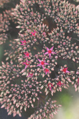 small pink buds on a garden plant close up
