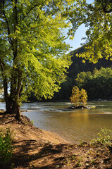 Trees growing in the Shenandoah river.