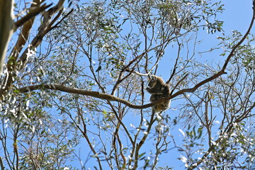 Female victorian koala with joey riding her back, eucalyptus tree. Tower Hill extinct volcano-Victoria-Australia-858+