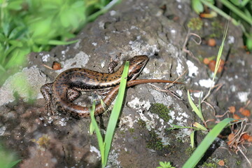 Southern water skink lizard -Eulamprus tympanum- basking in the sun inside the extinct Tower Hill volcano. Victoria-Australia-859