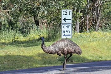 Emu bird walking the paved road exiting the Tower Hill dormant volcano area. Victoria-Australia-860+