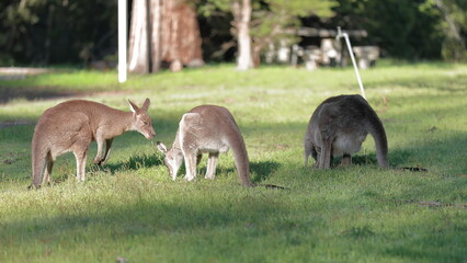 Naklejka na ściany i meble Eastern grey kangaroos -Macropus giganteus- grazing on grassland next to Halls Gap Community Garden-Recreation Reserve. Victoria-Australia-865