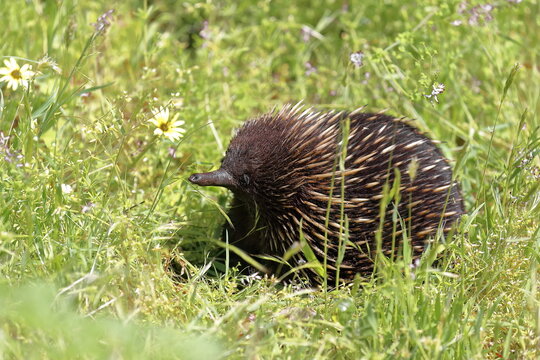 Short-beaked echidna on the wetlands at the bottom of the Tower Hill extinct volcano area. Victoria-Australia-857