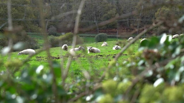 Mouton dans une prairie verte vue &agrave; travers un grillage et un buisson 