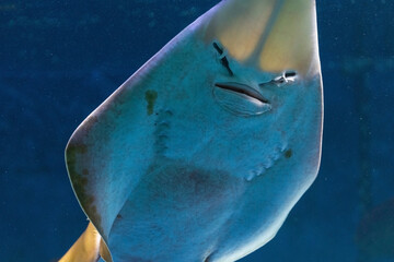 South stingray gliding, marine animal, sea creature, manta ray fish swimming © photo-lime