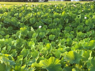 200821田んぼ見崎

夕やけ
田んぼ
空
雲
はれ
山形市見崎

200821田圃
200821田んぼ渋江
200821田んぼ見崎